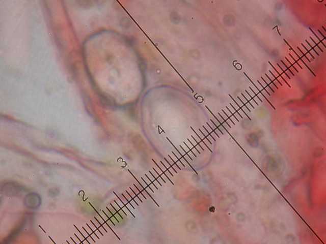 scodellina arancione e pelosa